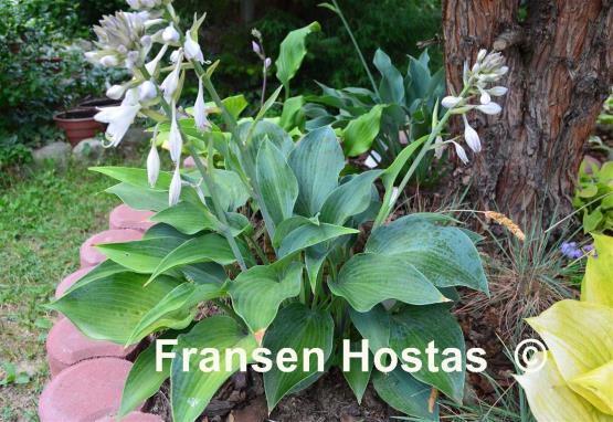 Hosta Dorset Charm